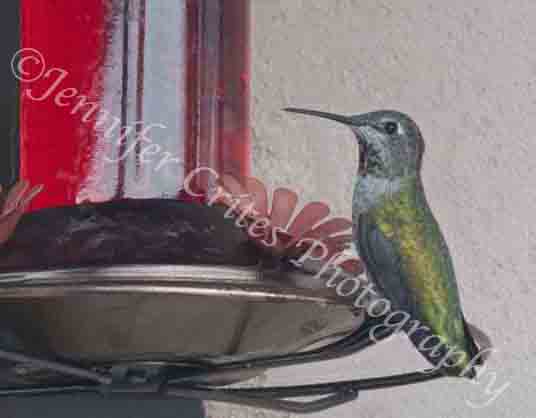 hummingbird perching