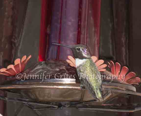 hummingbird perched
